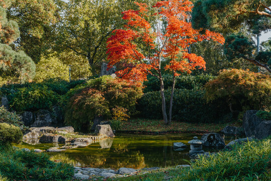 Beautiful calm scene in spring Japanese garden. Japan autumn image. Beautiful Japanese garden with a pond and red leaves. Pond in a Japanese garden.