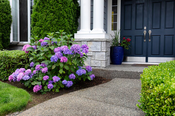 Colorful purple hydrangea flowers in full bloom in front yard of home