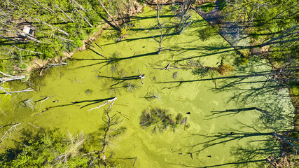 Aerial downward view of green murky swamp water with tall dead trees and long ominous shadows