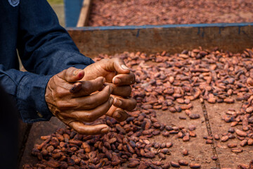 Fresh cocoa cut exposing cocoa nibs