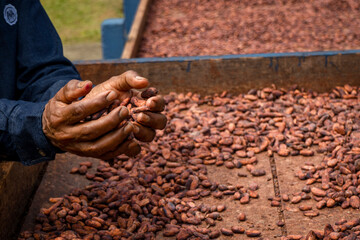 Theobroma cacao L. is the scientific name given to the cacao tree or cacao tree