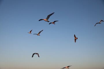 seagulls in flight