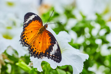 Stunning Orange Lacewing butterfly close up with wings open on white flower in field of flowers