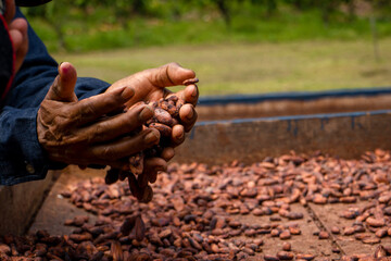 Fresh cocoa cut exposing cocoa nibs