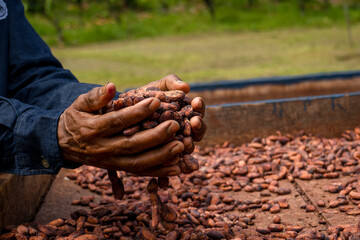 Fresh cocoa cut exposing cocoa nibs 