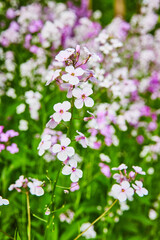 Vertical shot of purple perennial flowers the Dames Rocket with blurred flower background asset