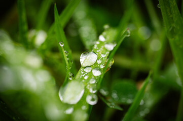 water drops on green grass