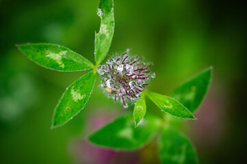 Flowers enjoying the irish rain