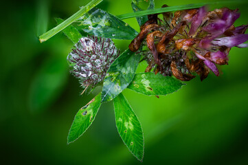 Flowers enjoying the irish rain