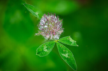 Flowers enjoying the irish rain