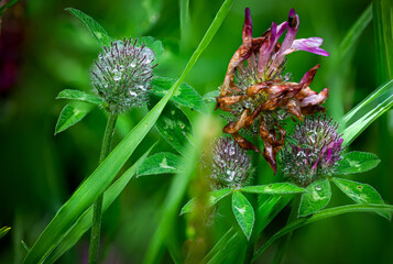 Flowers enjoying the irish rain