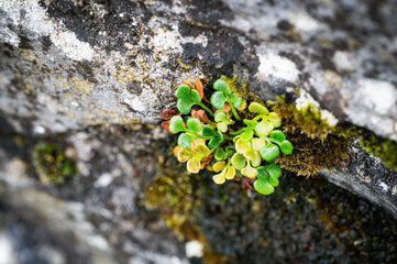Flowers enjoying the irish rain