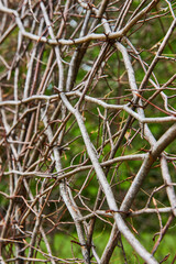 Abstract natural vines curving and climbing invisible wall background asset Bernheim Forest