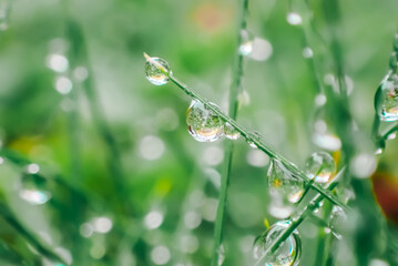  grass with drops.Earth Day. Grass stems and water drops macro background.Wet grass after rain.plant texture in green natural tones. herbal background.Beautiful drops on plants.