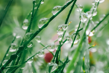 drops on plants. Grass stems and water drops macro background.green grass with drops.Earth Day. Wet grass after rain.plant texture in green natural tones. 