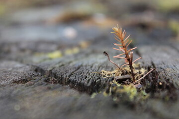 Close up Pictures of Wild and Garden Flowers and Plants