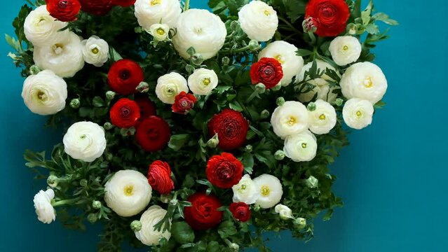 flower heart. White and red buttercups background.White and red ranunculus in the shape of a heart on a blue background. ranunculus flower.buttercup flowers.Beautiful floral background 