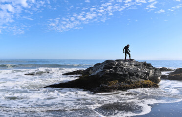 Urfer on a rock on the beach during low tide (Pelluhue, Chile)