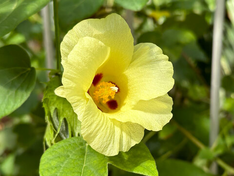 Flower of the cultivated species of cotton (Latin - Gossypium barbadense)