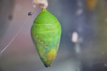 Butterfly Chrysalis green on wire detail in Botanical Conservatory