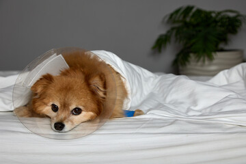 Fluffy little dog of German Spitz breed with sad eyes lies on bed in veterinary collar against the...