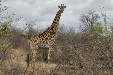 Naklejka na ściany i meble giraffe with birds cleaning his fur, Kruger National Park, South Africa