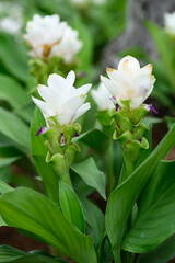 White Curcuma alismatifolia flower or Siam tulip blooming in rainy season, Thailand