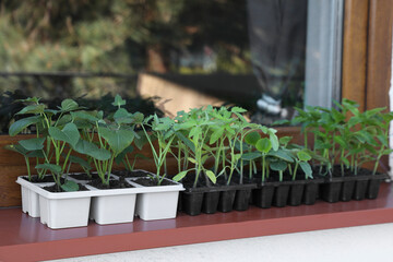 Seedlings growing in plastic containers with soil on windowsill