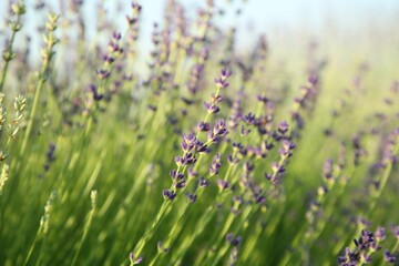 Beautiful blooming lavender growing in field, closeup