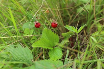 Small wild strawberries growing outdoors on summer day