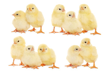 Collage with small cute baby chickens isolated on white