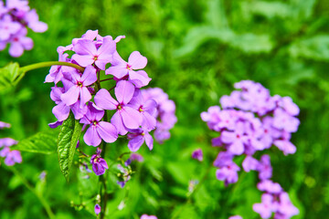 Vibrant purple Dames Rocket perennial flowers on vibrant green blurred background asset