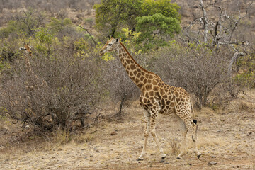 Naklejka na ściany i meble two giraffes, Kruger National Park, South Africa