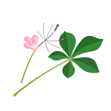 Vector illustration, cleome gynandra, common name Shona cabbage, spider flower, spiderwisp, cat whiskers, chinsaga, mamang and stinky grass, isolated on white background.