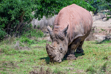 A Rhino is enjoying sunny weather at a grassland