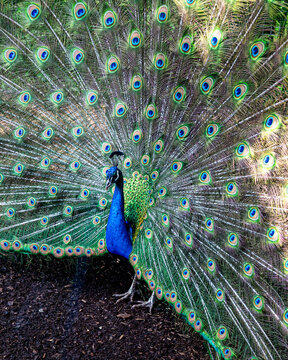 A close portrait of a blue peacock on the background of colorful feather