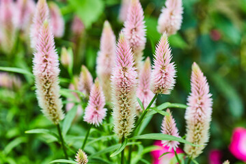 Silver Cocks Comb or Celosia plant with fuzzy comb of soft pink