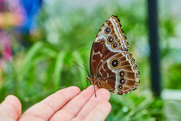 White hand with brown Blue Morpho butterfly resting on fingertips