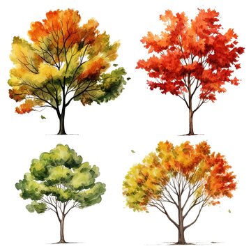 set of Tree and autumn leaves painted in watercolor on a white isolated background