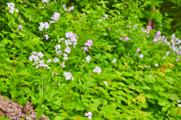 Purple Oxalis Triangulars and Hesperis Matronalis on hill with plants and distant tree trunk