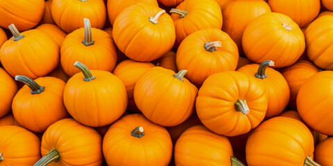 Obraz premium Orange pumpkins background, wide, banner, fall autumn Halloween