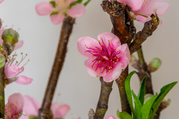Peach blossom details. Peach-tree. Prunus persica (scientific name)