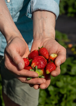 Fresas a manos llenas 