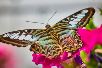Gorgeous Parthenos Sylvia butterfly with wings open ready to take off from hot pink flower