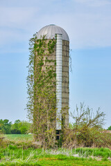 Blue sky summer day, green overgrown grass, ivy climbing old corn or grain silo © Nicholas J. Klein