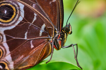 Macro of Blue Morpho butterfly face with close up on legs and wings with green background