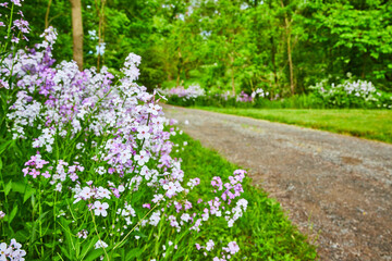 Patch of purple flowers the Dames Rocket perennials next to gravel path into woods