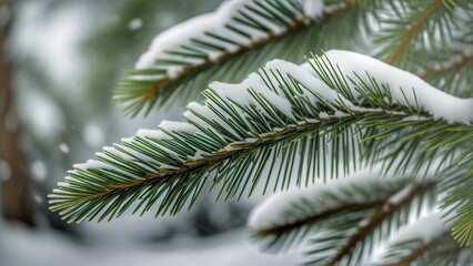 Snow-Covered Pine Tree Close-Up: A Captivating Winter Wonderland Scene