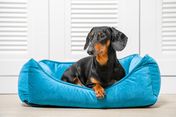 Dog dachshunds lies on floor in blue nest, proudly posing elegantly with its paw out. Safe place in house for pet, personal space for rest, sleep. Petshop. Dog-friendly hotel minimalism, aesthetics