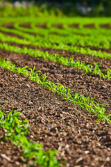 Curved rows of freshly budding plants in brown dirt field